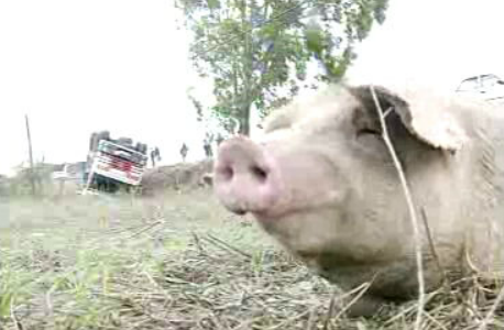 Portugal processado pela Comissão Europeia