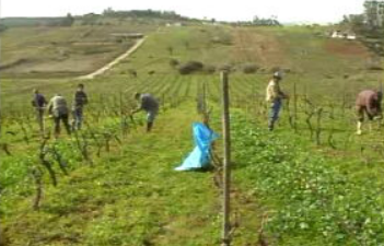 Descida na produção do vinho