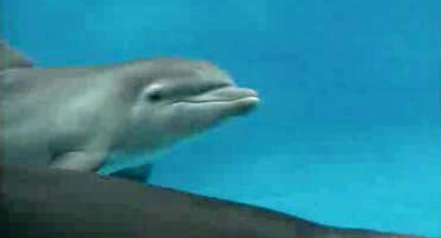 Zoo Marine de Albufeira