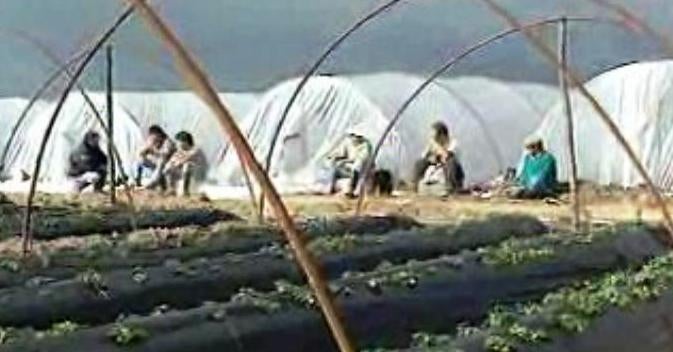 Um País a seus Pés