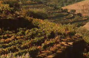 Os Vinhos Portugueses – Parte II