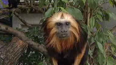 Preservação das Espécies – Parte I