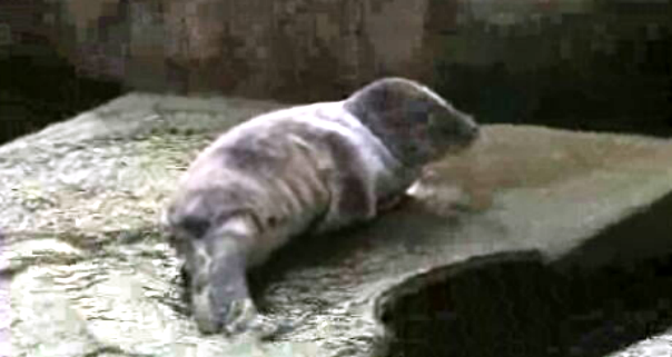 Foca avistada nas Lajes