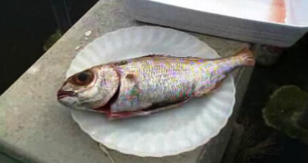 Revolta dos armadores da Terceira