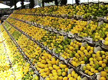 Praga nos citrinos da Madeira