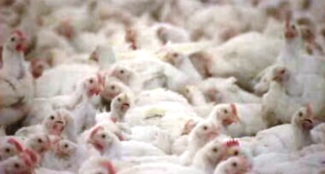 Apoio à agricultura das regiões ultraperiféricas