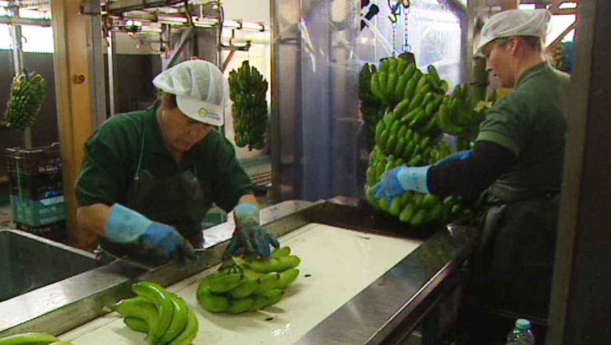 Comercialização de bananas