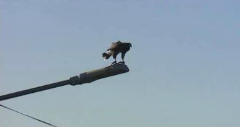 APRAM renova contrato com falcoaria