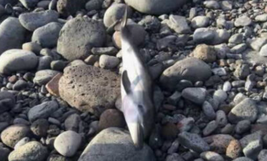 Golfinho dá à costa na praia