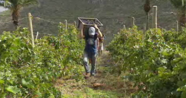 Situação da viticultura na Madeira