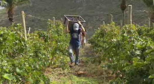 Situação da viticultura na Madeira