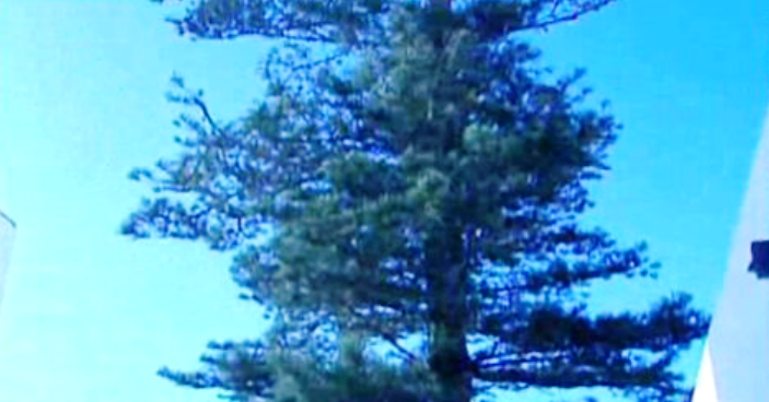 Araucária para abater