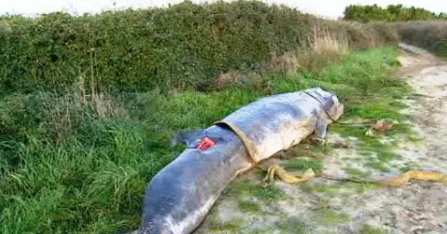 Remoção da baleia morta na praia de Paçô