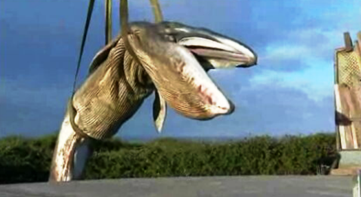 Baleia morta na praia de Paçô