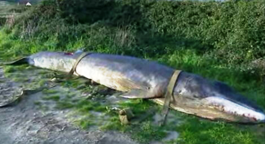 Baleia morta na praia de Paçô