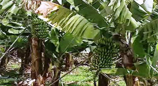 Comercialização de banana da Madeira