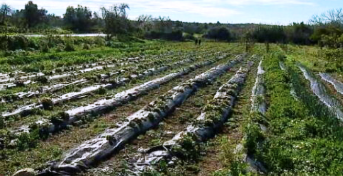 Loja “Plataforma Adelaide”