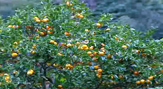 Proibida exportação de citrinos