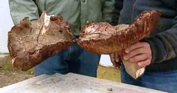 Apanha do cogumelo no Algarve