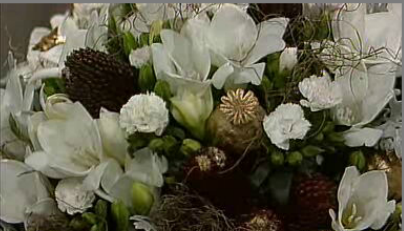 As Plantas – Parte I