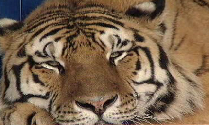 Preservação das Espécies – Parte II