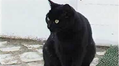 Os Animais de Companhia – Parte II