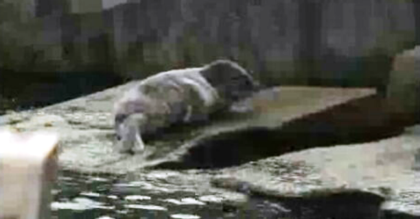 Foca dos Açores em Ílhavo