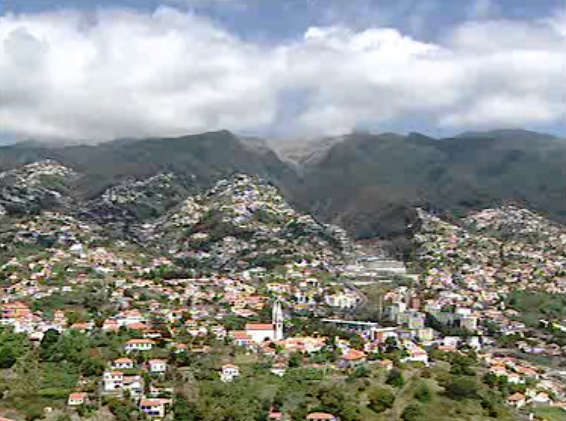 Reflorestação contestada