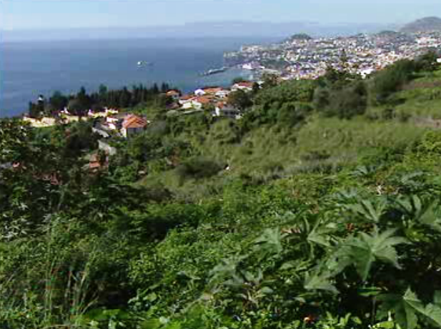 Limpeza de terrenos na Madeira