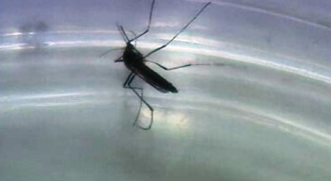 O mosquito “Aedes Aegypti”