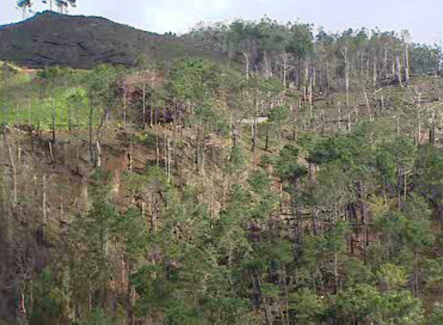 Recuperação do Parque Ecológico do Funchal