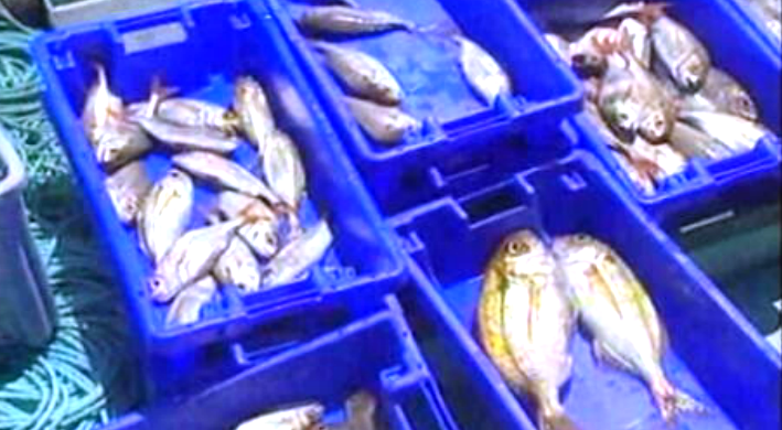 Pesca do goraz nos Açores