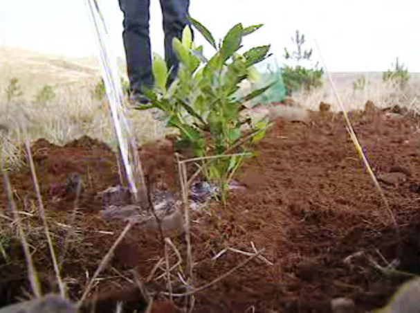 Reflorestação nas serras de Santo António