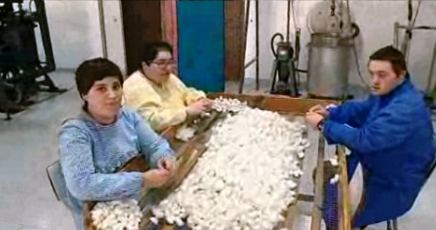 Produção de seda na APPACDM