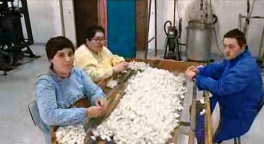 Produção de seda na APPACDM