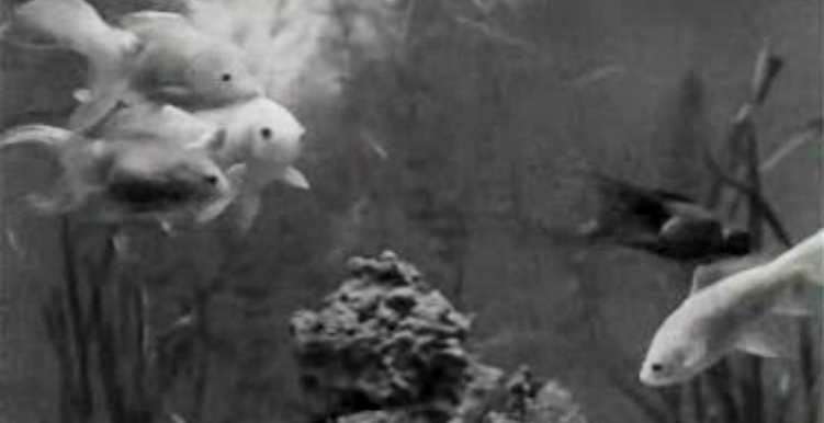 Sabe o que é o Aquário Vasco da Gama?