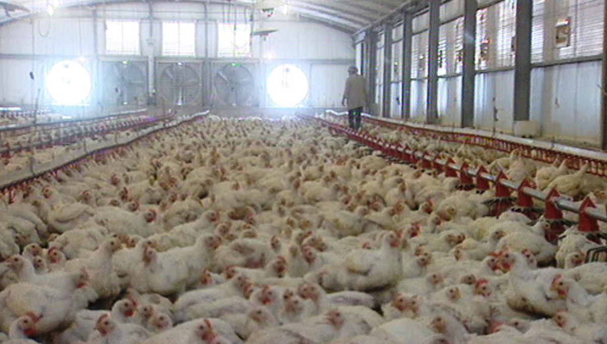 Lucros do Setor Primário em 2017