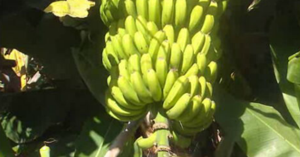 Seguro para produções agrícolas