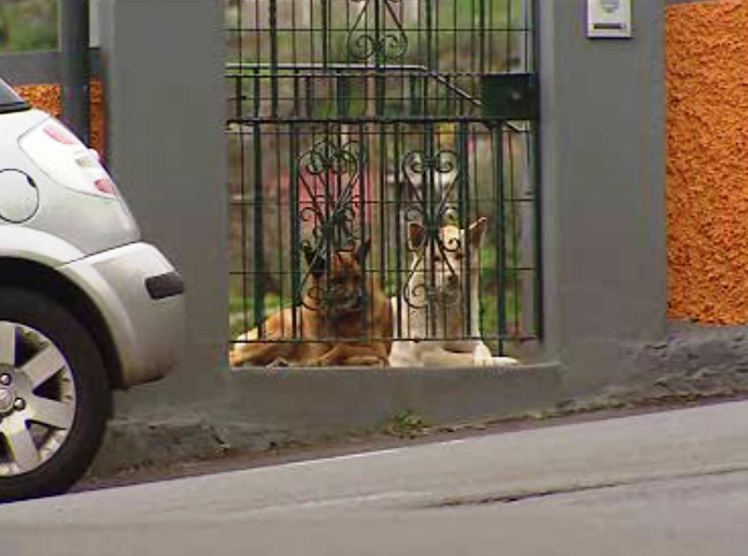 Censo dos animais no Funchal
