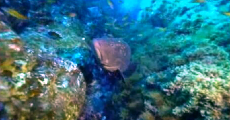 Encontro sobre Aquacultura nos Açores