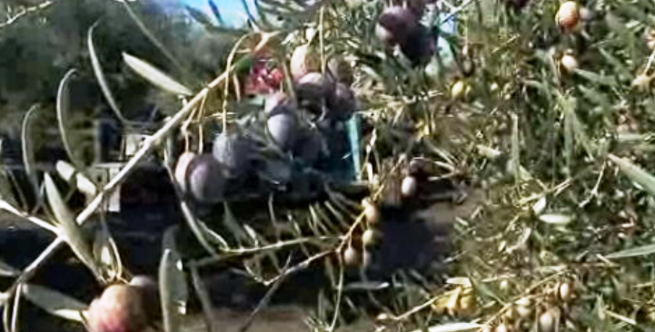 Operação “Campo Seguro”