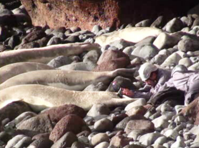 Monitorização de lobos marinhos
