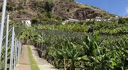 Agricultura e agro-pecuária na Madeira
