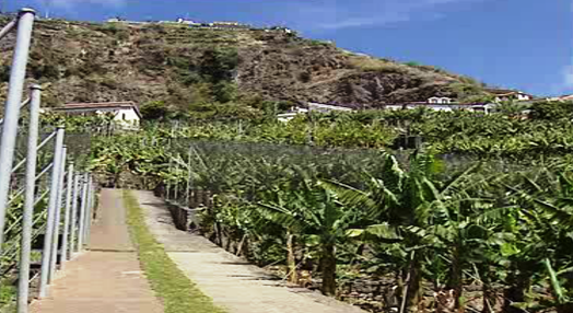 Agricultura e agro-pecuária na Madeira
