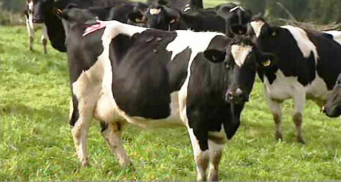 Prémios “Green Project Awards”