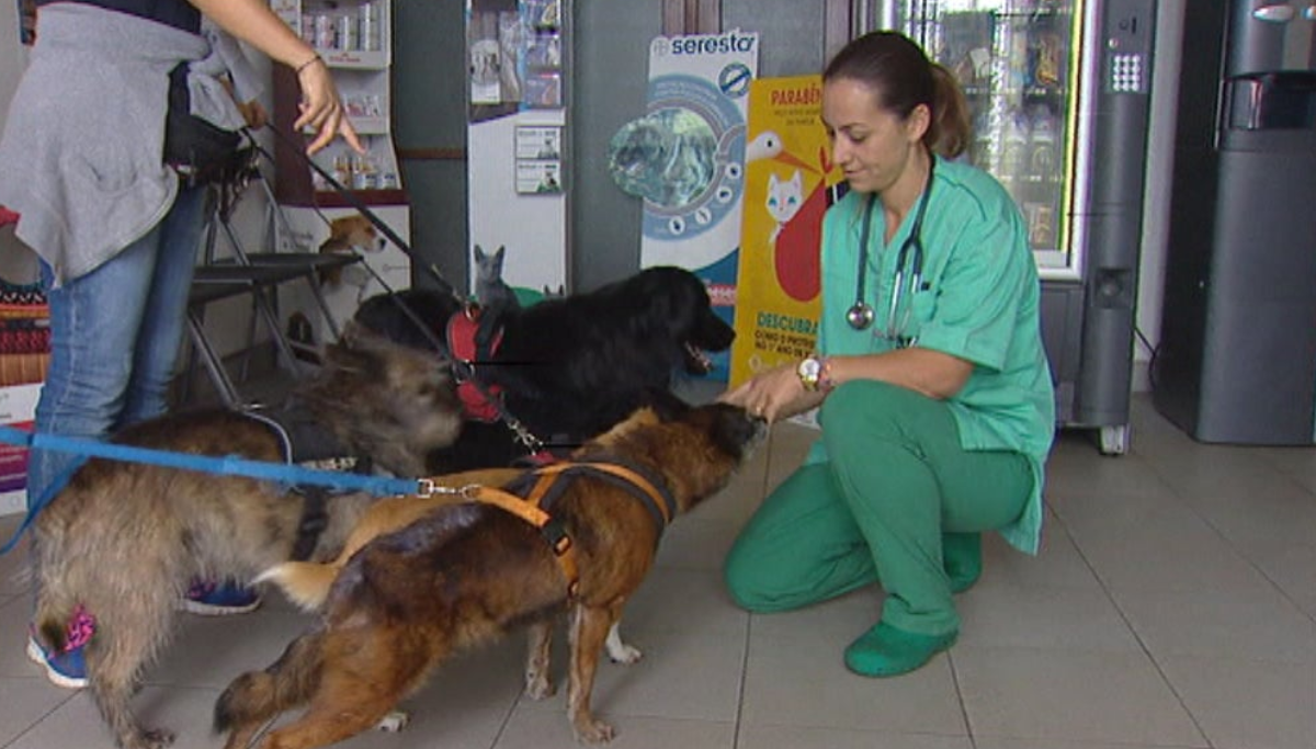 Proposta do PCP-Madeira contra o acorrentamento de animais