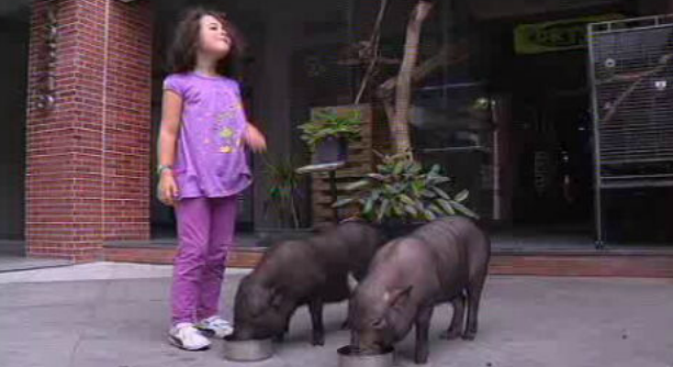 Animais em restaurantes geram protestos