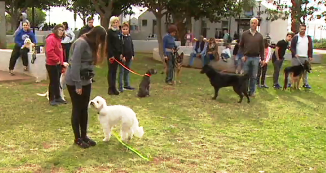 Animais no espaço público