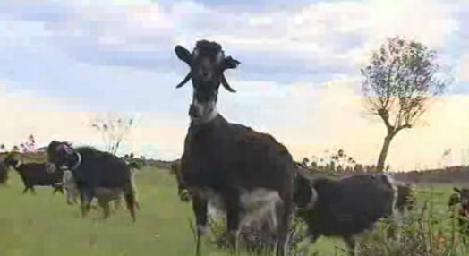 Cabras sapadoras