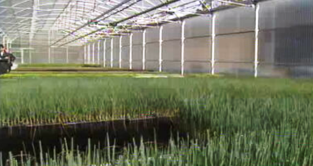 Exploração agrícolana Calheta